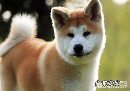 小狗的身上有异味?很有可能的要素有什么