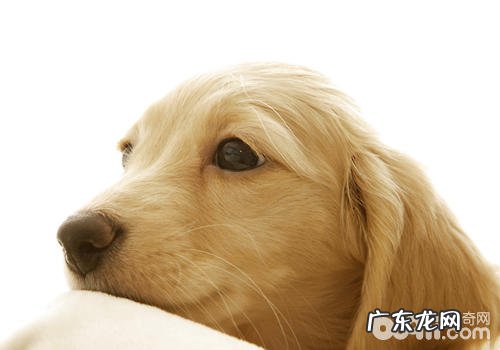 小狗的身上有异味?很有可能的要素有什么