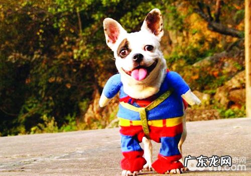 小狗的天性生活有什么