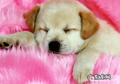 如何帮小狗推拿