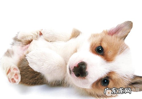 如何帮小狗推拿