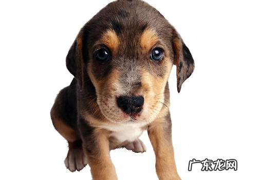 小狗变“瘸”的很有可能要素有什么