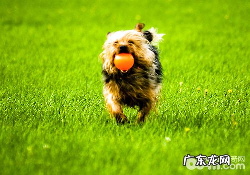 小狗变“瘸”的很有可能要素有什么