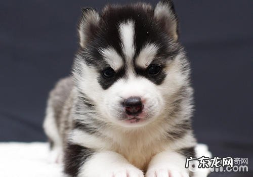 如何搞好小狗的口腔内部安全防护