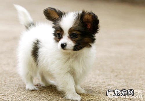 母狗孕妇分娩前有什么出现异常个人行为