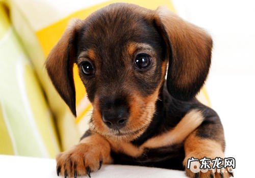 小狗心心搏查验