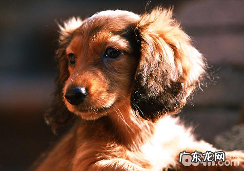 小狗独自在家时很有可能会做什么事