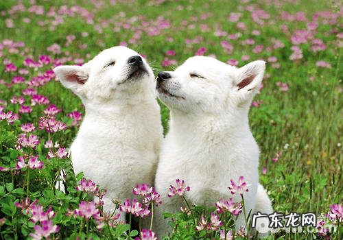 如何劝说狗狗打架