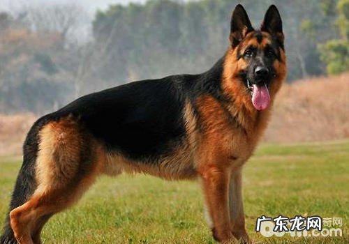 军犬的有关专业知识