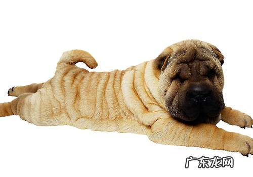 犬液體治疗法的目地与方法