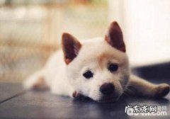 小狗晚间交通出行常见问题