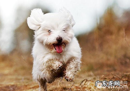 小狗晚间交通出行常见问题