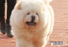 松狮狗有什么特性