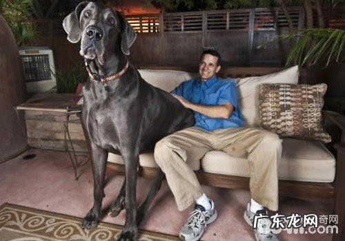 大丹犬的喂养管理方法