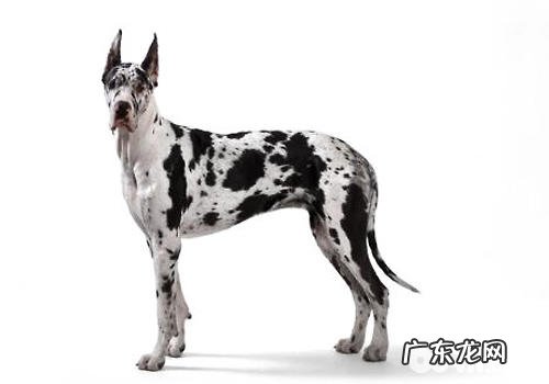 大丹犬的喂养管理方法