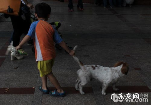 养宠物怎样防止小孩被咬