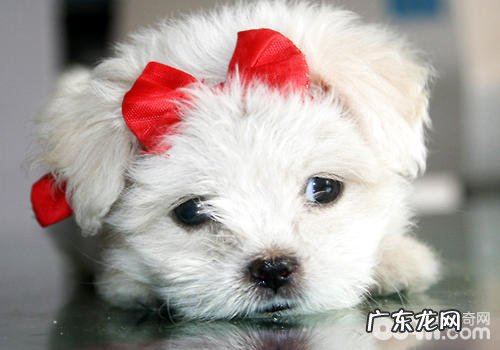 小狗有什么本能反应