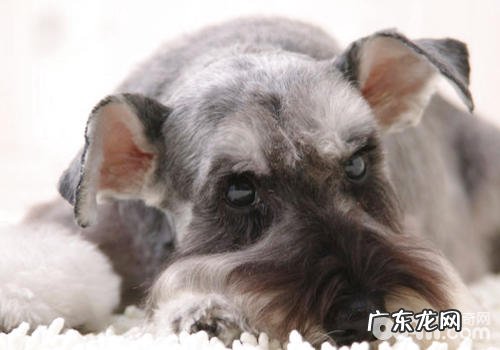 犬心丝虫预防药物的挑选方式