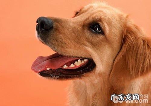 小狗维生素D注意力不集中症状的危害