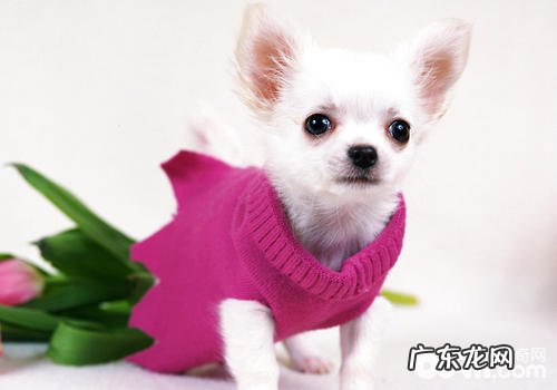 小狗维生素D注意力不集中症状的危害