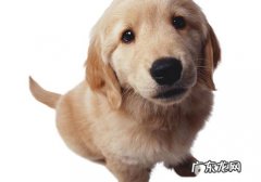 如何帮小狗断奶后