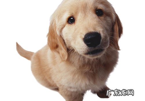 如何帮小狗断奶后