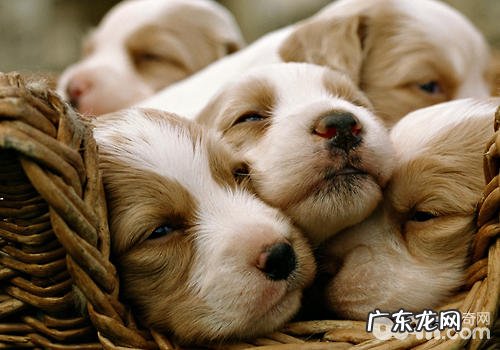 小狗中间有什么沟通交流方法