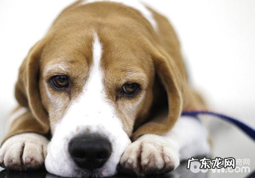 为小狗照相必须留意什么难题