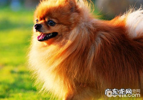 为小狗照相必须留意什么难题