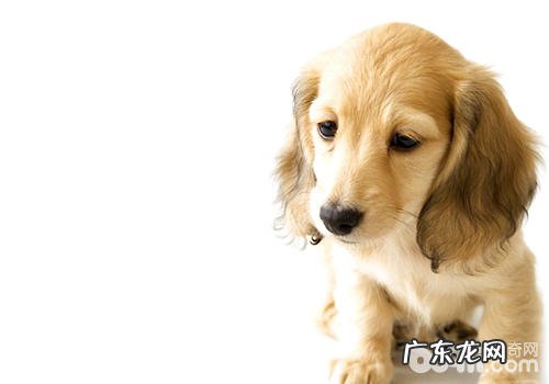 自助性吃狗粮有哪些缺点