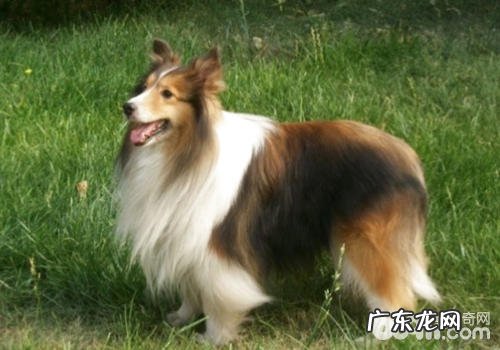 遛猫遛狗时喂食有什么缺点