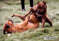 狗狗打架什么位置非常容易负伤