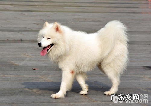 有的小狗刚洗完澡就翻滚该怎么办