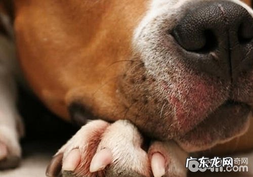 小狗指甲套是不是好用