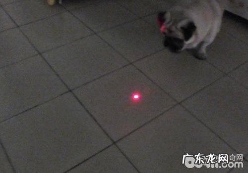 应用镭射激光笔逗狗的常见问题