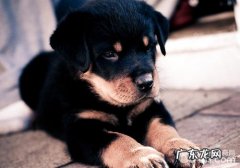 小狗出現食道堵塞难题该怎么办