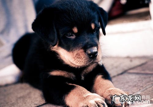 小狗出現食道堵塞难题该怎么办