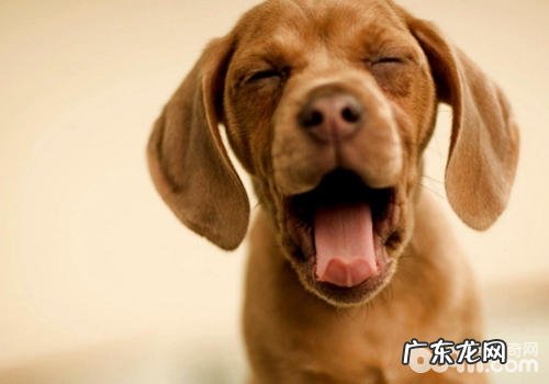 小狗出現食道堵塞难题该怎么办