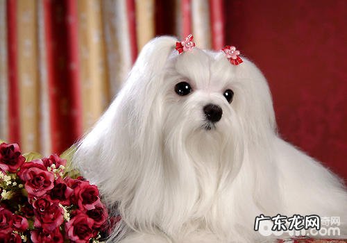 如何照料双目失明小狗