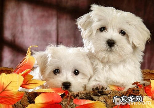 如何照料双目失明小狗