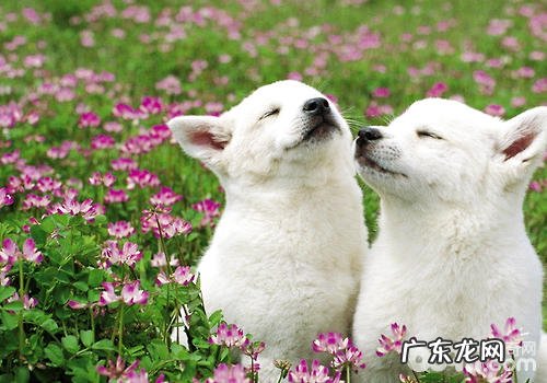 狗狗睡觉时抖腿正常吗