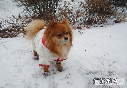 给小狗穿袜子要注意什么