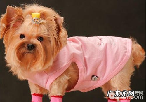 给小狗穿袜子要注意什么