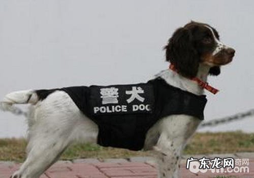 中国的军犬犬品种有什么