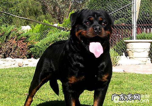 中国的军犬犬品种有什么