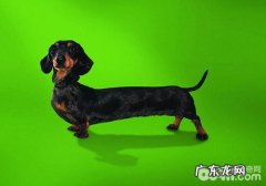 怎样解决小狗不肯进笼的难题