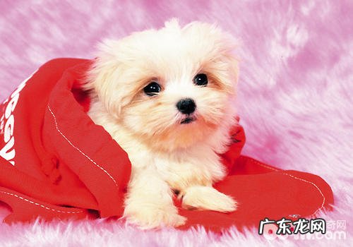 怎样解决小狗不肯进笼的难题