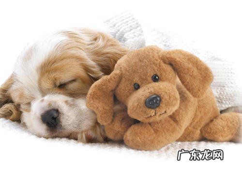 小狗消瘦的原因及解决方式