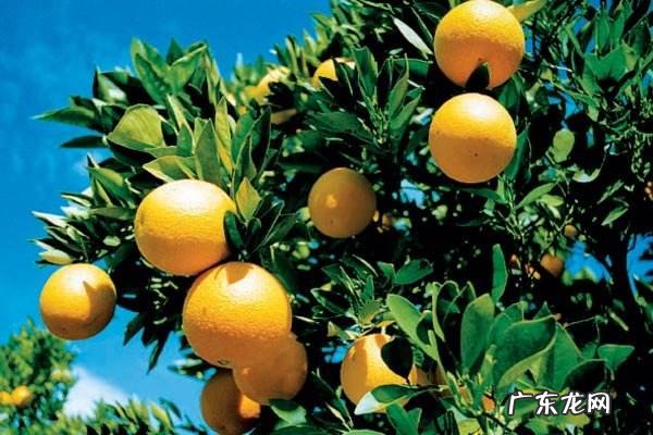 农产品天猫入驻条件及费用 淘宝开店卖农产品需要什么条件?怎么运营?开网店卖农产品怎么样