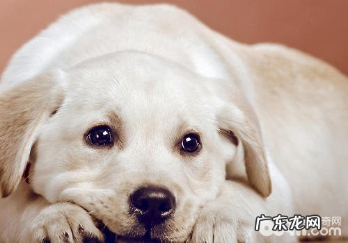 小狗筋挛的缘故及解决